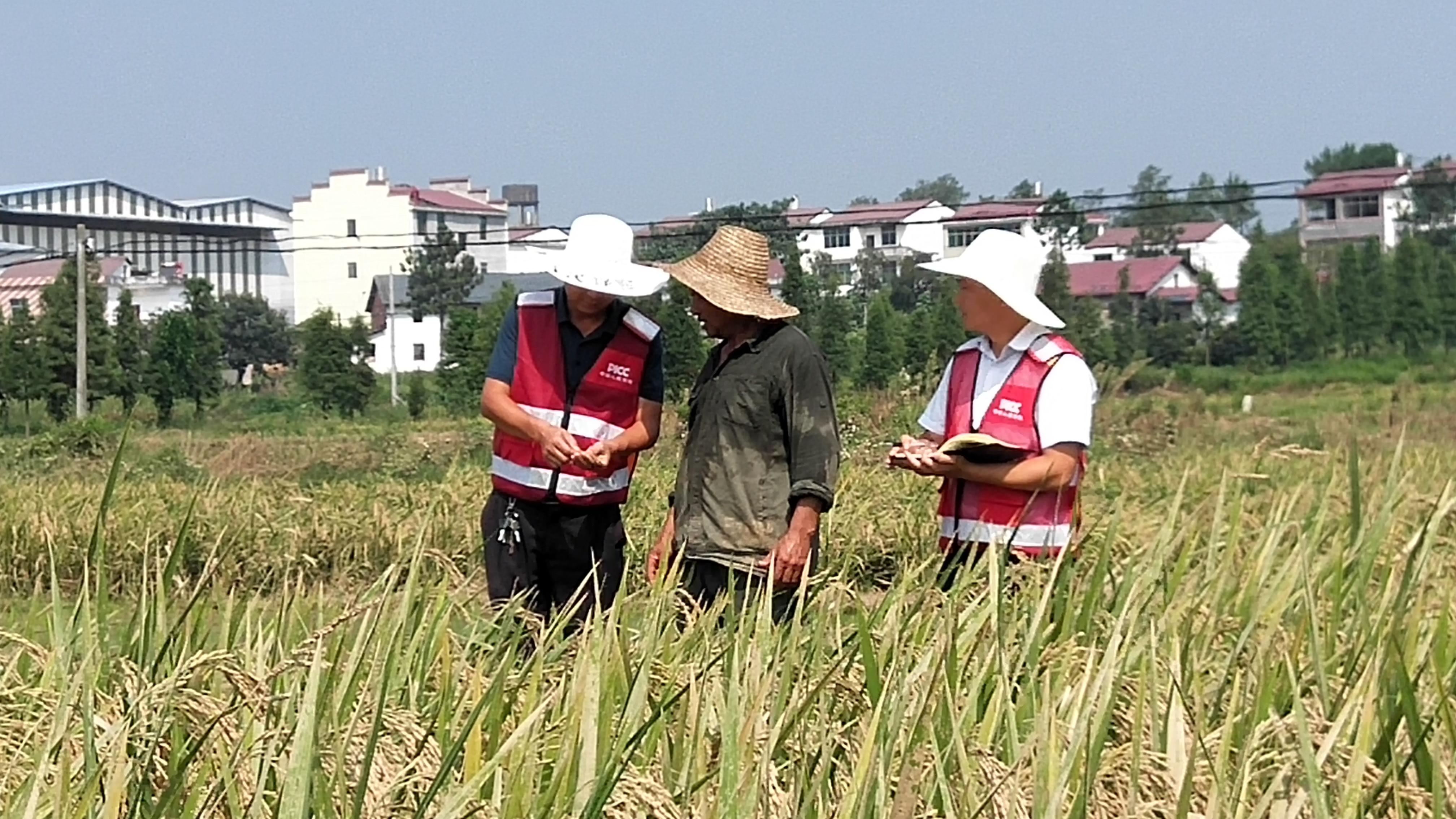 永丰县农业农村局最新发展规划，塑造乡村新面貌，推动农业现代化，永丰县农业农村局发展规划塑造乡村新面貌，推动农业现代化进程